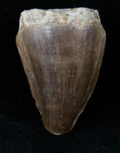 Mosasaur (Prognathodon) Tooth #13443